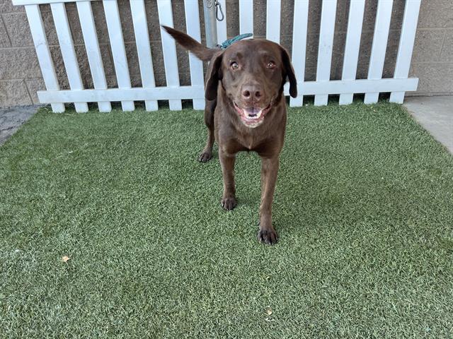 Adoptable Dog