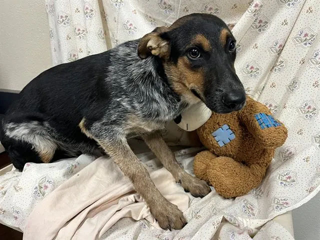 Adoptable Dog