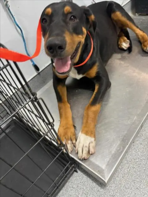 **Bubba**