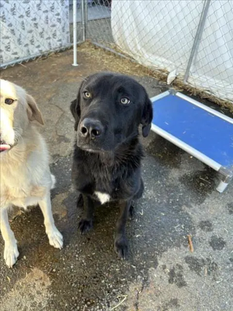Adoptable Dog
