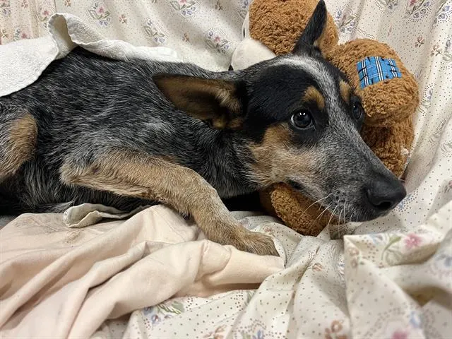 Adoptable Dog