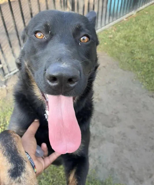 Bruno