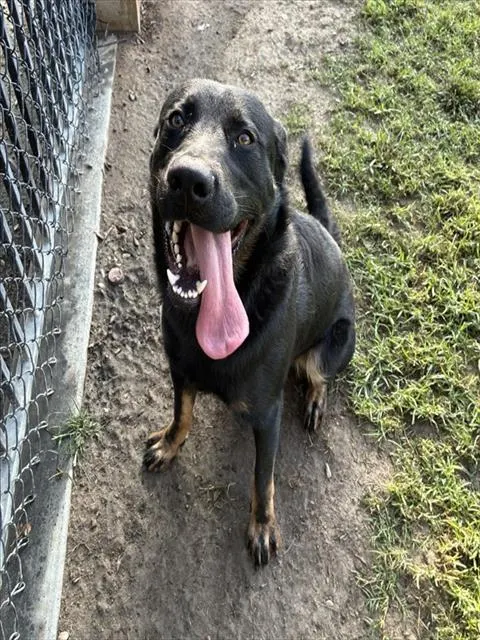 Bruno