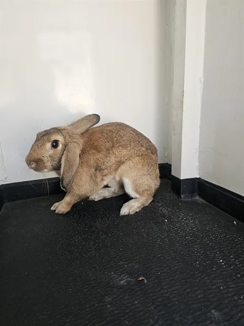 Peanut Butter