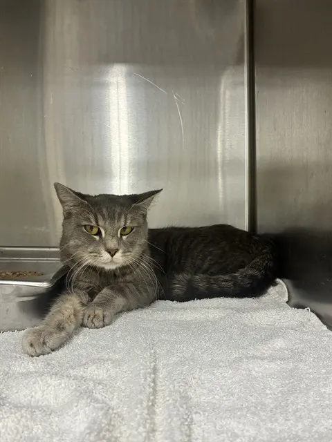 Adoptable Cat