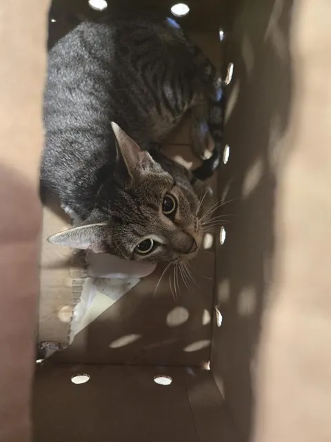 Purrstachio