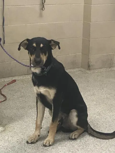Adoptable Dog
