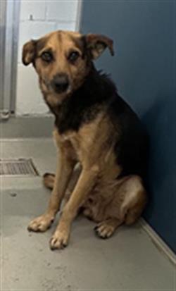 Adoptable Dog