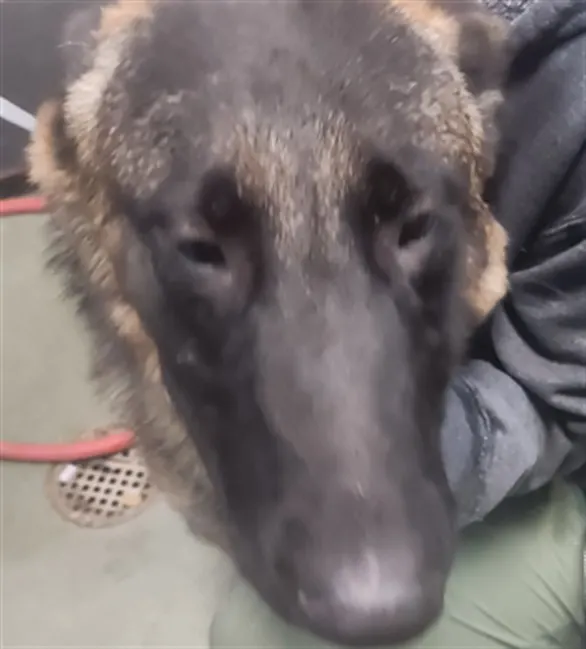 Adoptable Dog