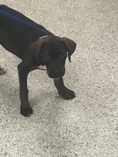 Adoptable Dog