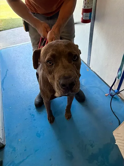Adoptable Dog