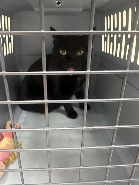 Bagheera
