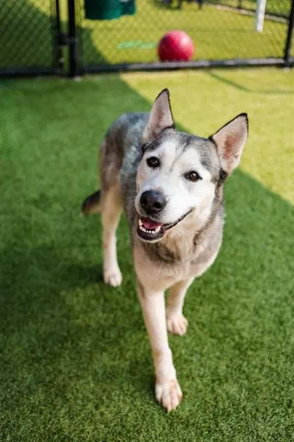 Maya