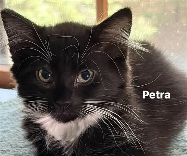 Petra