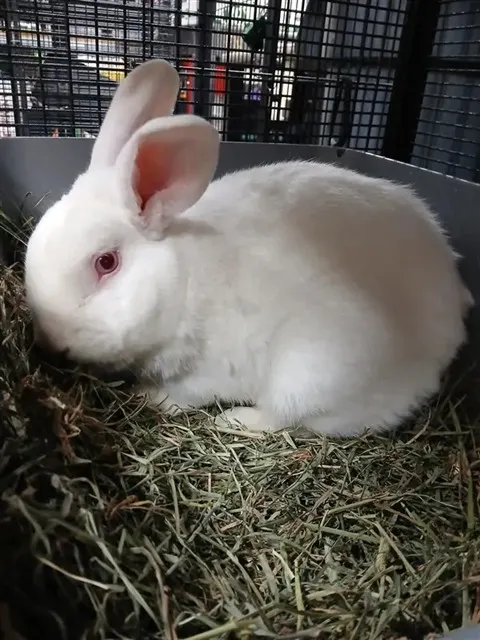 Cotton