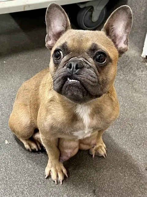 Suki