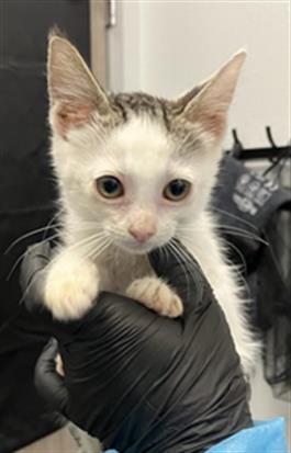 Adoptable Cat