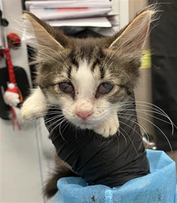 Adoptable Cat