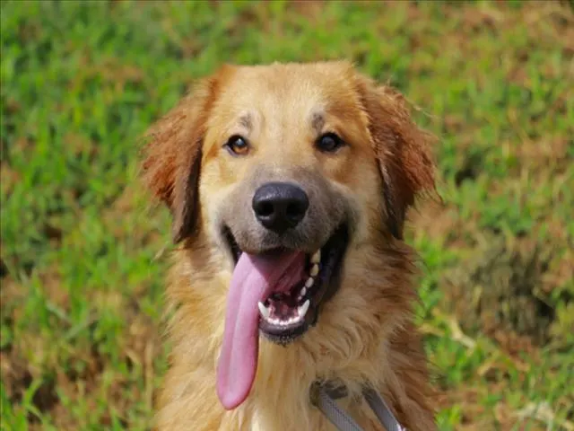 Koda