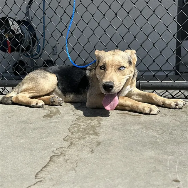 Adoptable Dog
