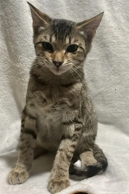 Simba