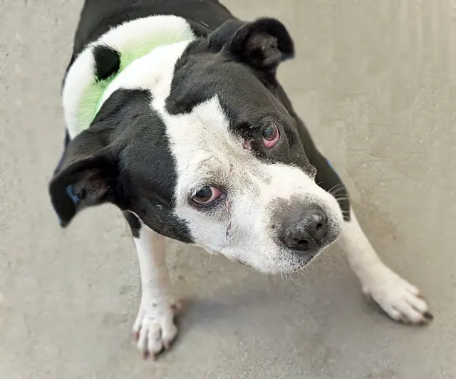Domino