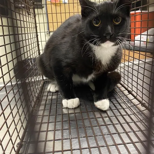 Adoptable Cat