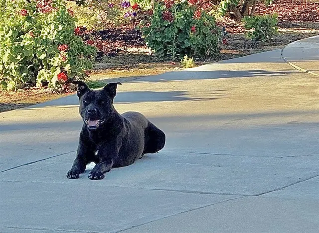 Shadow