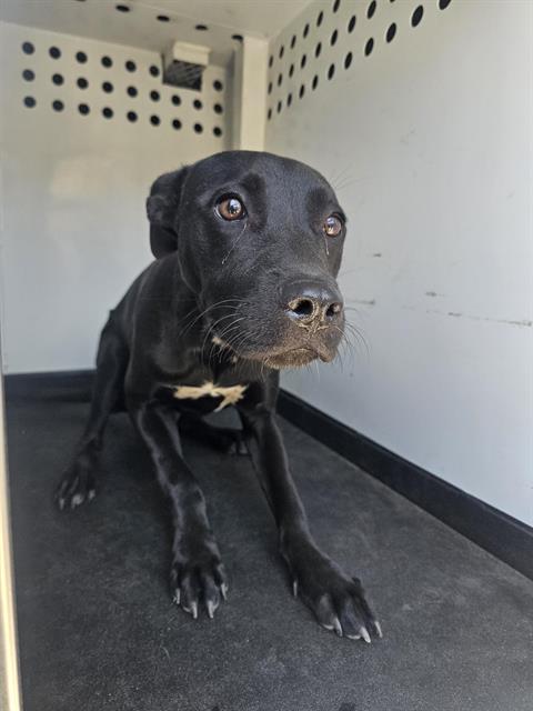 Adoptable Dog