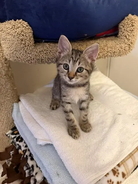 Leo