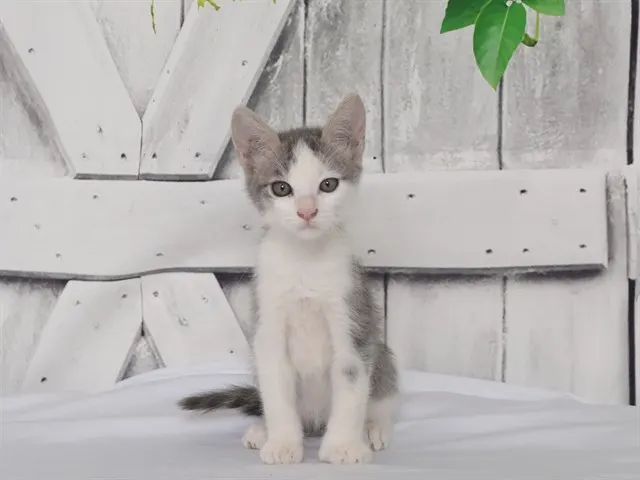Jack