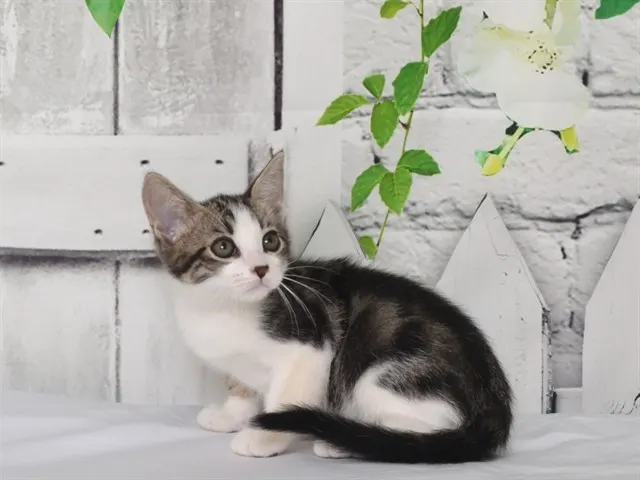Marlowe