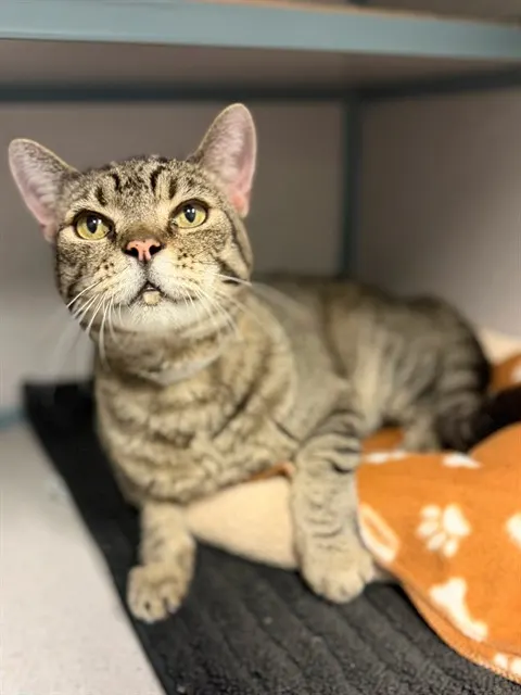Tom