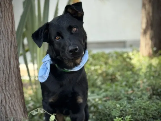 Enzo