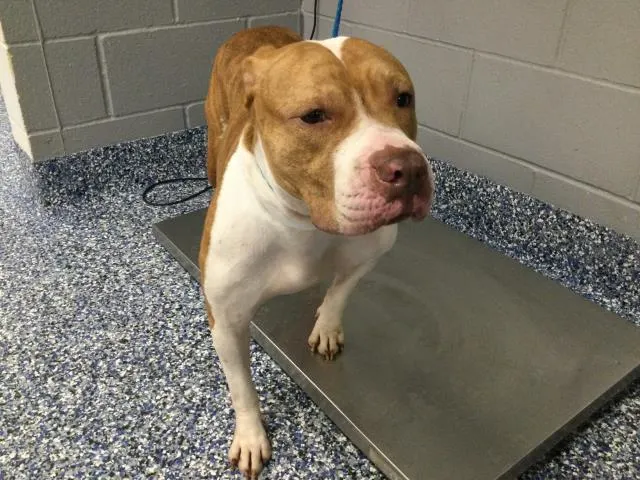 Adoptable Dog