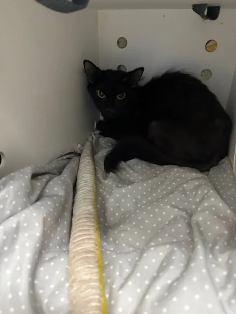 Zoodles
