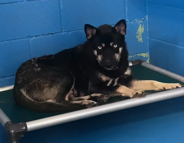 Adoptable Dog