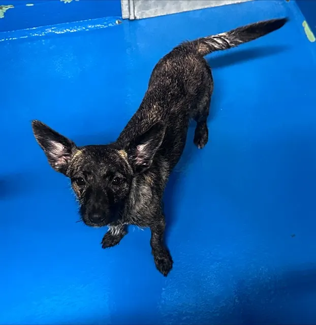 Adoptable Dog