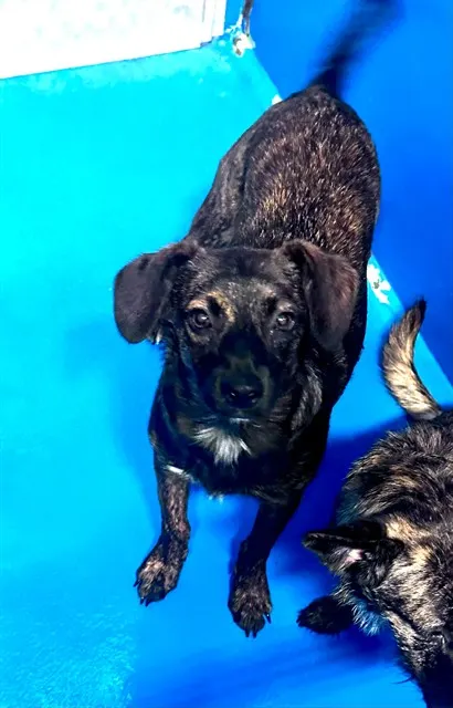 Adoptable Dog
