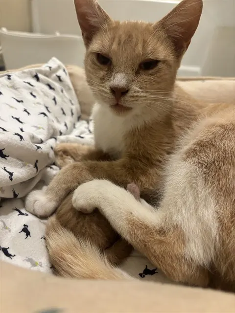 Queen Butters W-1
