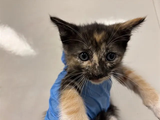 Jello - Adoption Pending