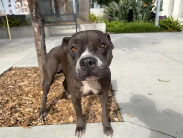 Nova