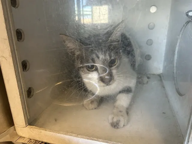 Adoptable Cat