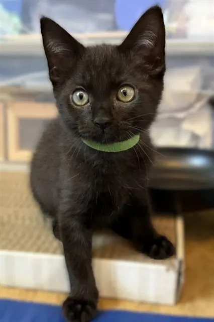 Jet