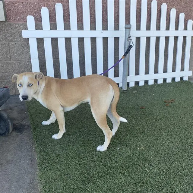 Adoptable Dog