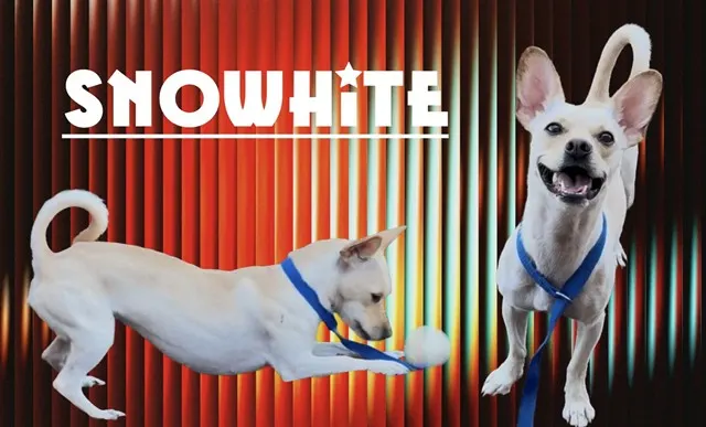 Snowhite