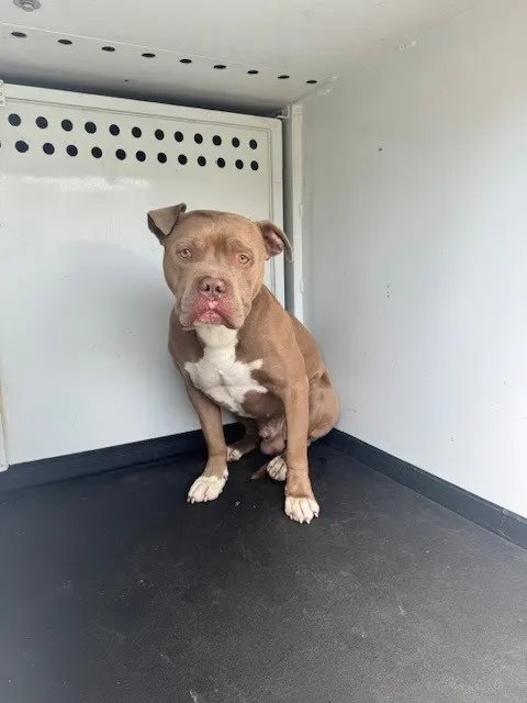 Adoptable Dog