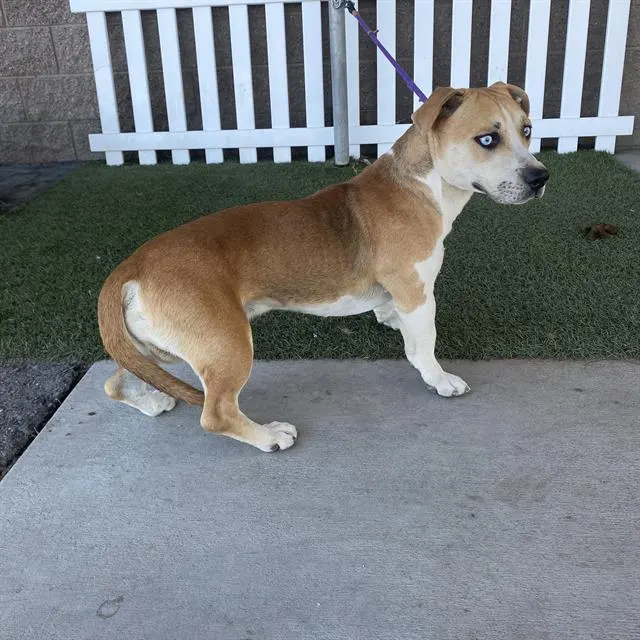 Adoptable Dog