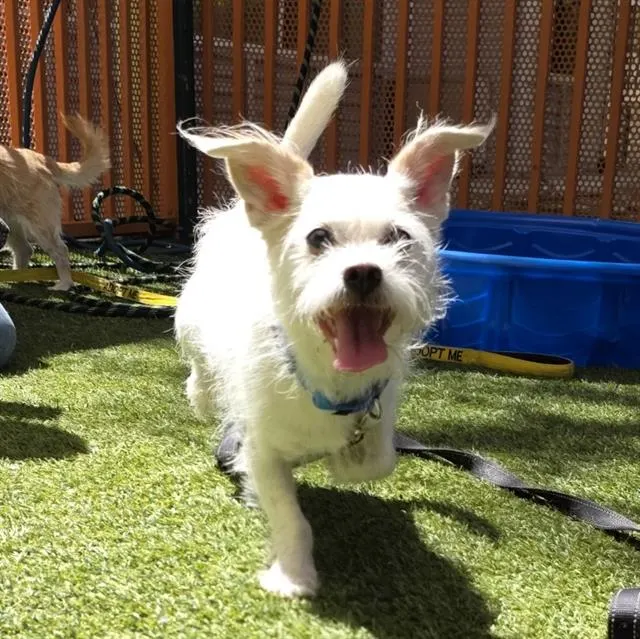 Mochi