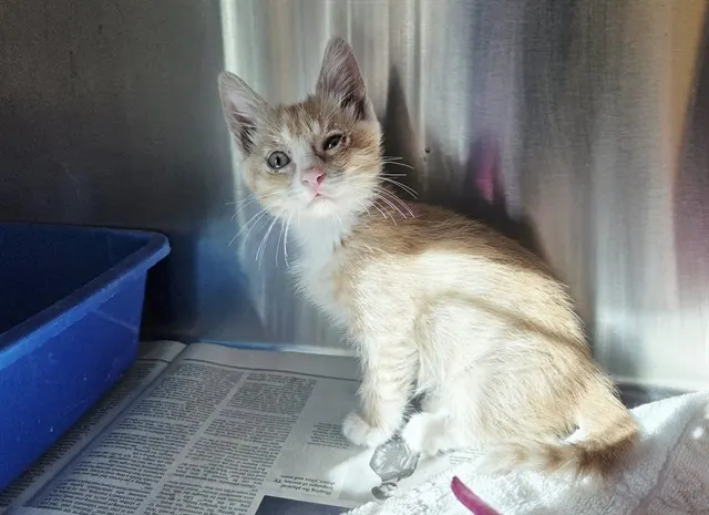 Adoptable Cat